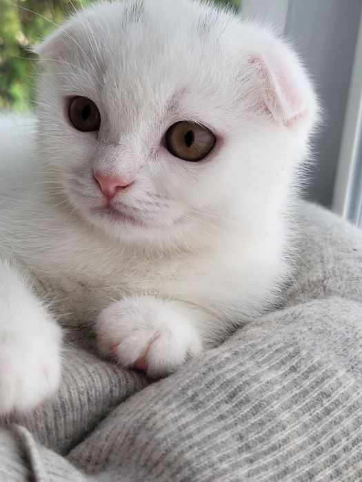 Кошеня Scottish Fold (дівчинка) - готова до сім'ї