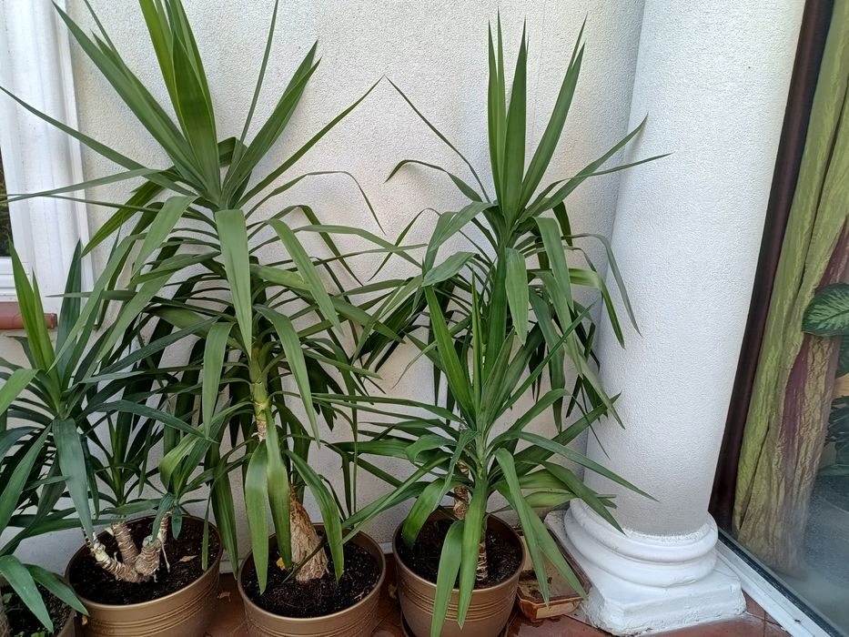 Yuki małe ok. 300, duże 500, zestaw 1600