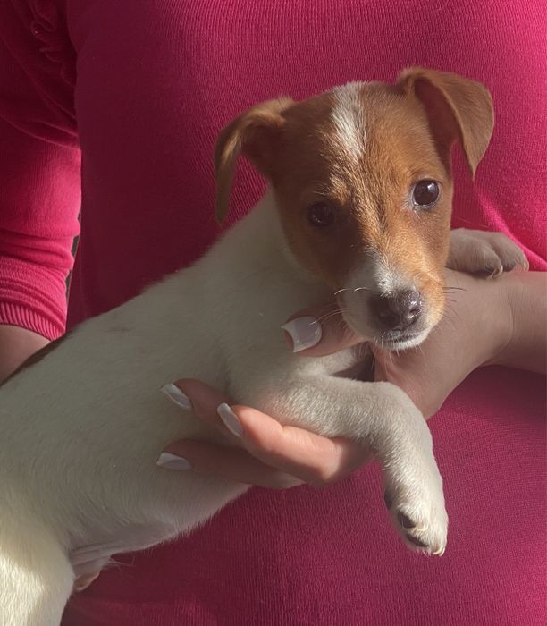 Красені та красуні