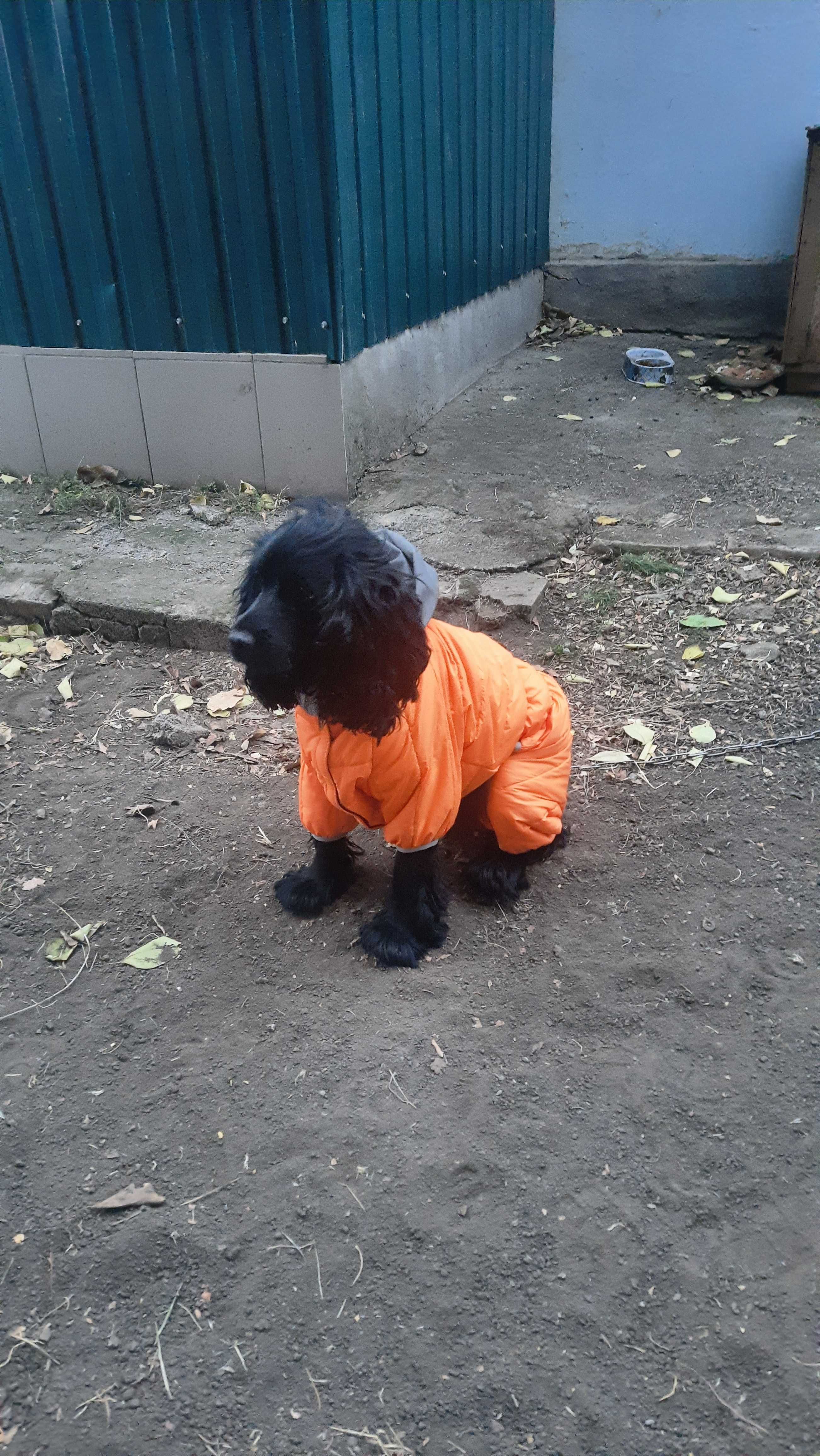 Собака Спаниелька