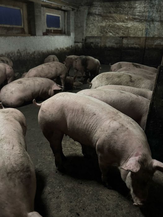 Продам свиней мʼясної породи