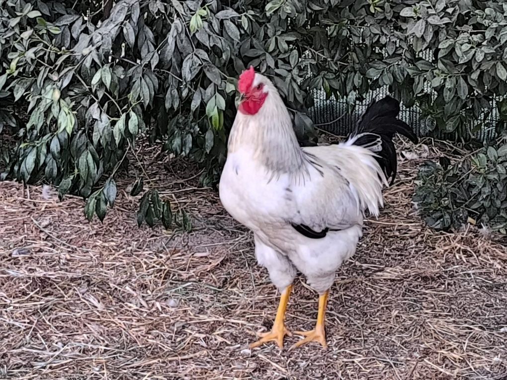 Galos híbridos Sussex