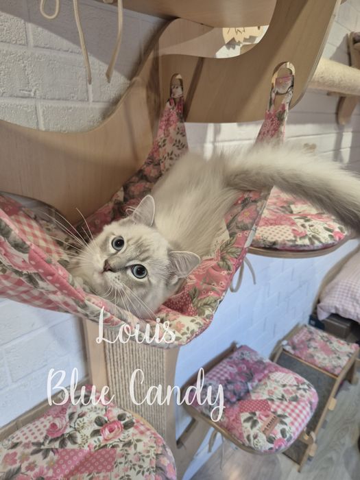 Kot Ragdoll Louis Warszawa FPL Gotowy do odbioru