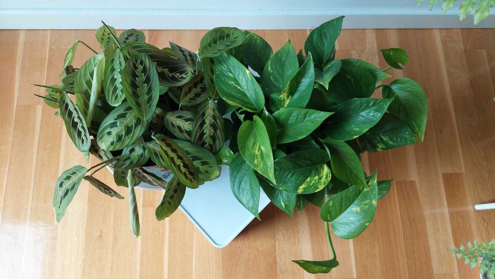DUET Maranta i Epipremnum