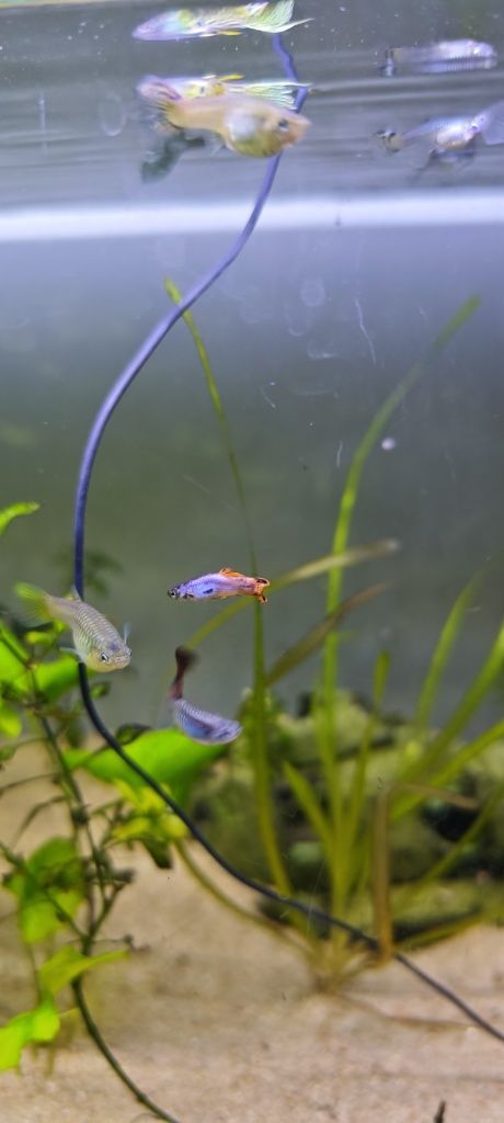 Guppys snakeskin
