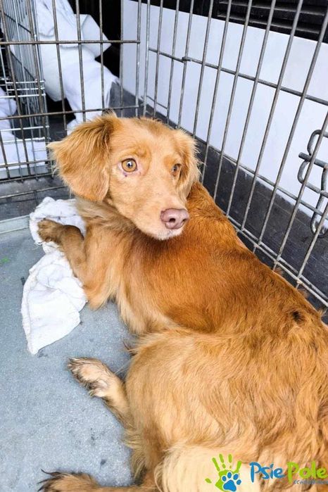 KINIA o nieśmiała sunią szuka kochającego domu