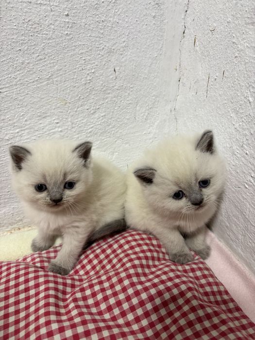 Продаються  красиві  чистокровні шотландські  кошенята бою поінт