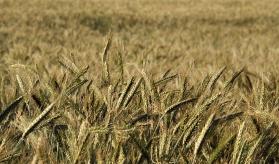 Sprzedam pszenżyto tegoroczne