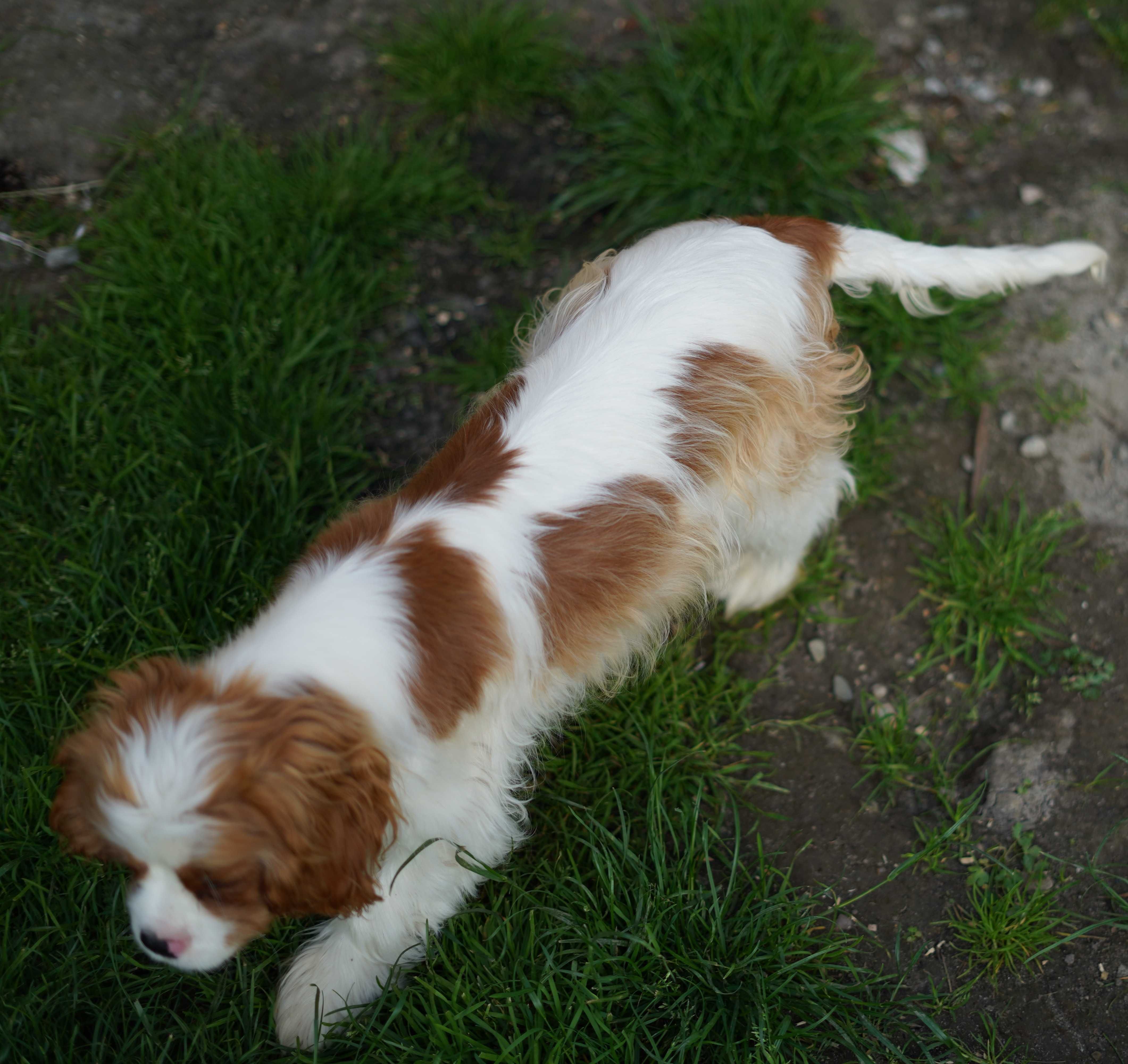 Cavalier King Charles Spaniel FCI ZKWP