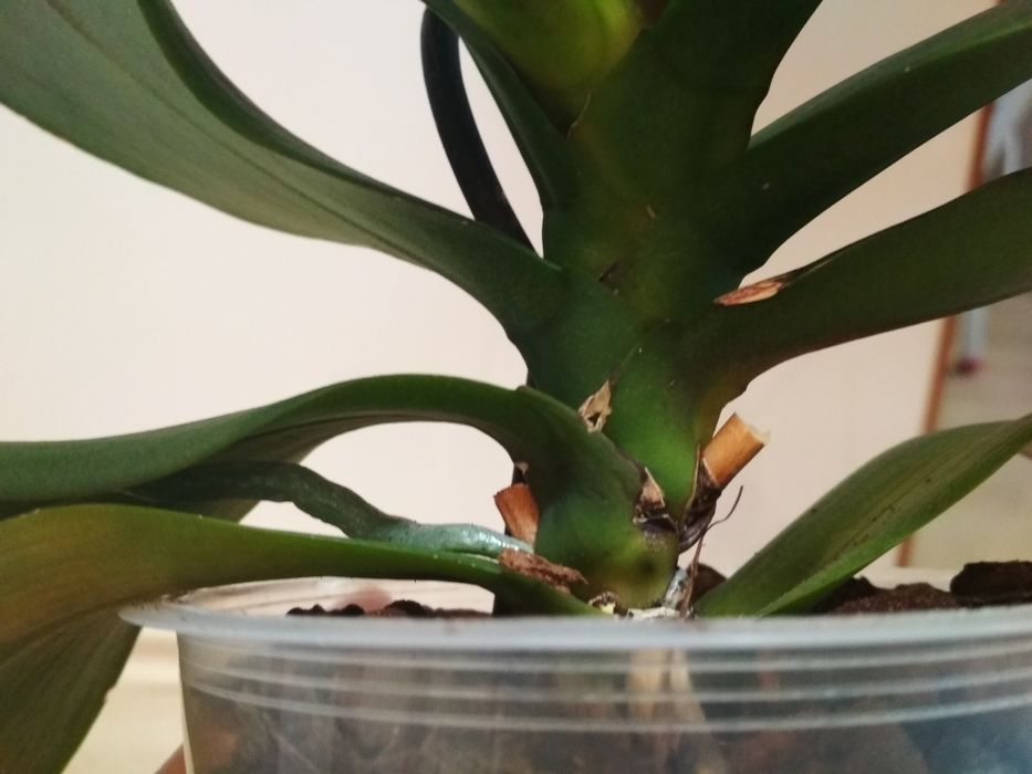 Орхидея фаленопсис, пелор Стелленбош