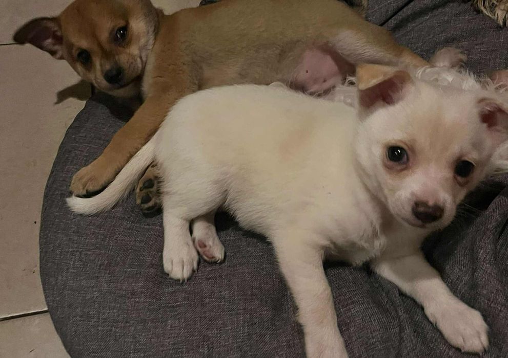 Chihuahua szczenięta