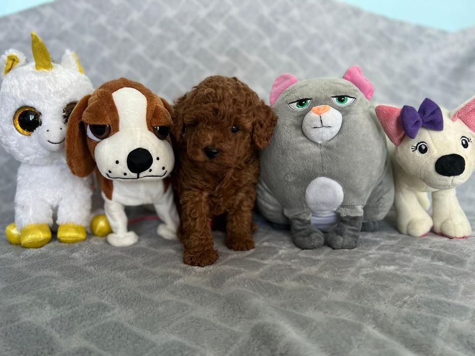 Маленький хлопчик той пуделя