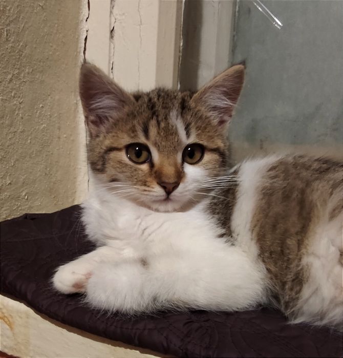 Отдам_ котята_ кошки_ маша