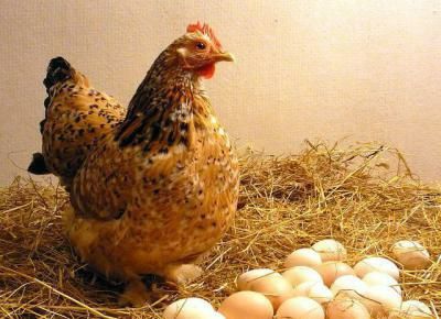 Продам яйце інкубаційне кури ліліпути, ліліпут