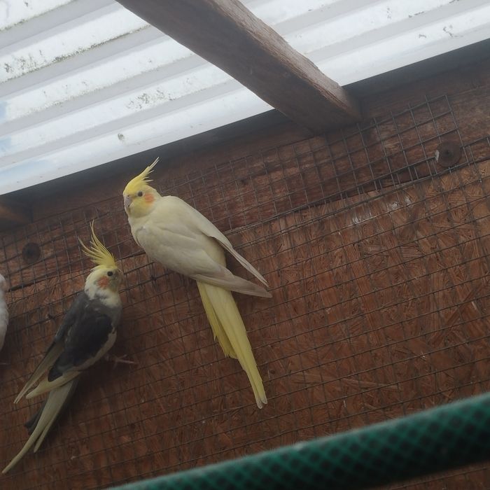 Papugi nimfy sprzedam