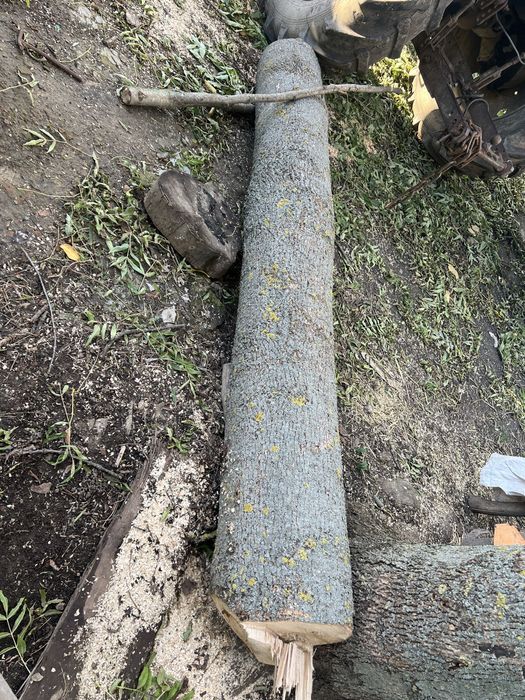 Серовина горіх є доставка кругляк