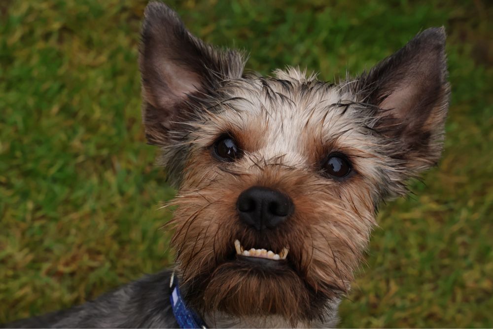 York yorkshire terrier terier pinczer szpic west szkocki border