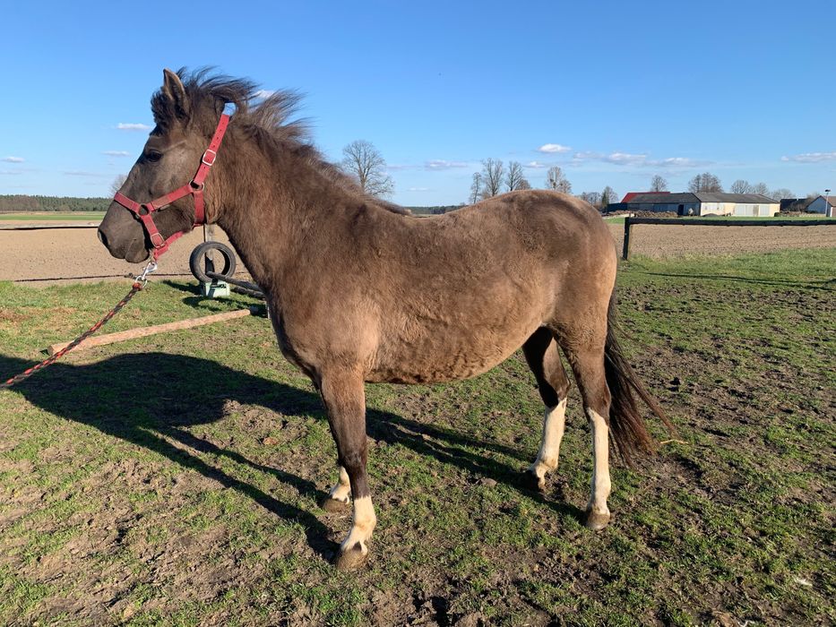 Sprzedam dwie klacze