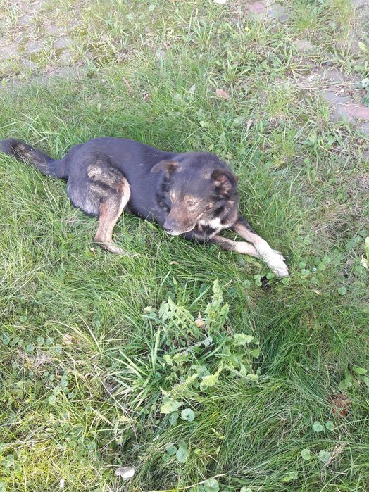 Добрий вірний песик, друг в родину