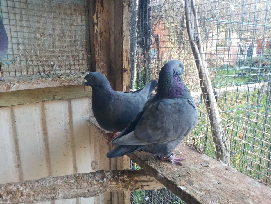 Gołębie Texanery i Giant Homry.