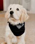 Golden Retrievier menina