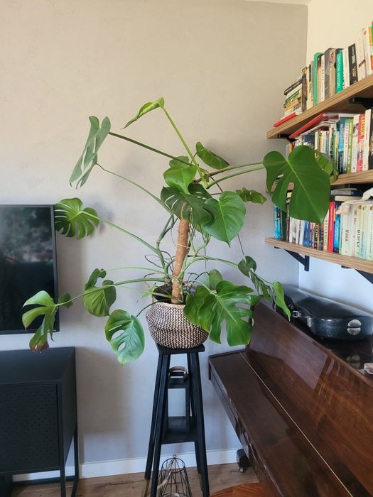 Monstera duża delicjoza