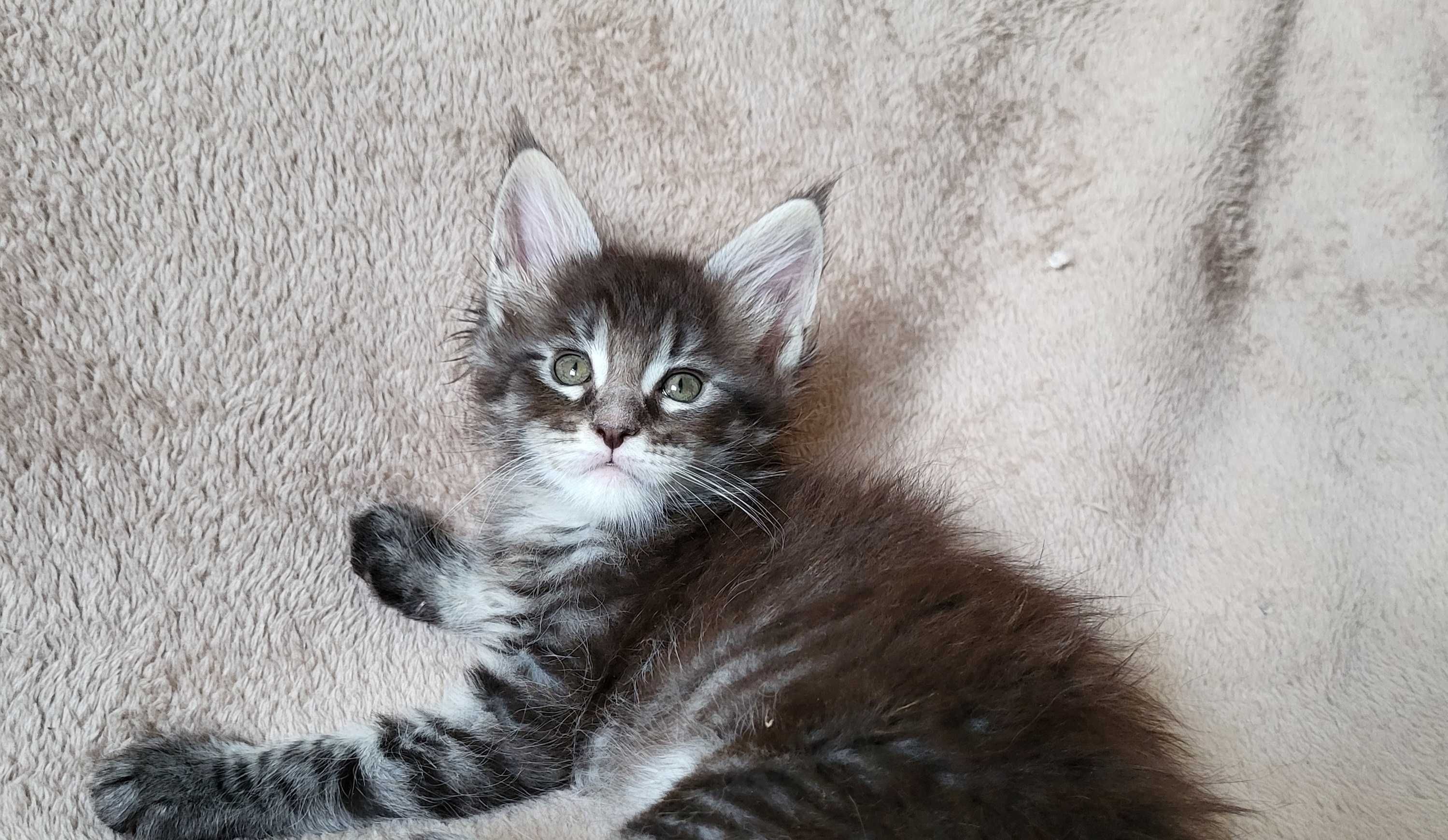 Chłopiec maine coon z rodowodem FPL