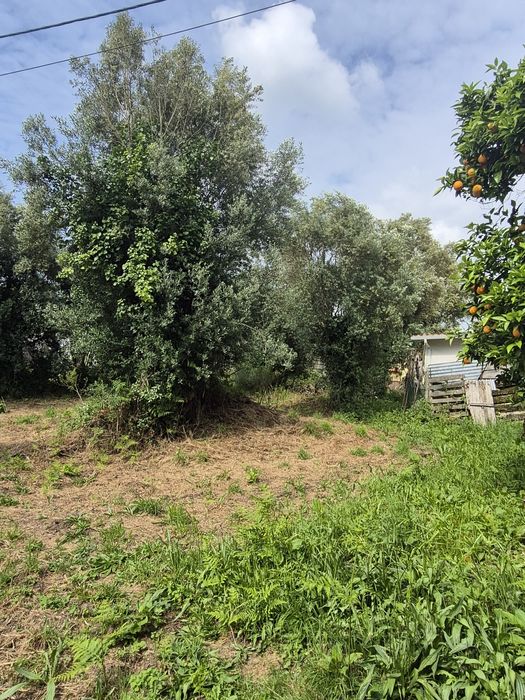 3 oliveiras Centenárias