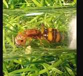 *PROMOCJA* Camponotus Maculatus Subnudus Q 1-3w