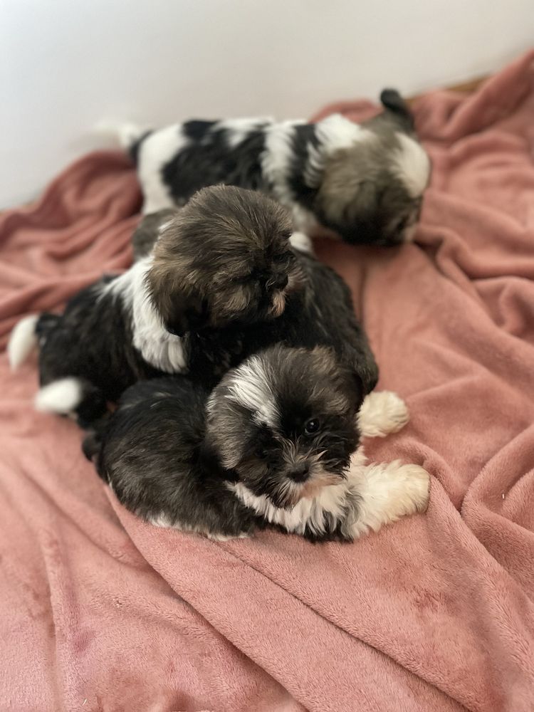 ŚliczNy Piesek Rasy Shih Tzu