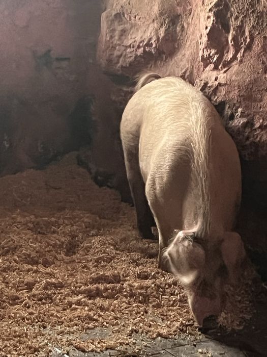 Porco bisaro criados ao natural