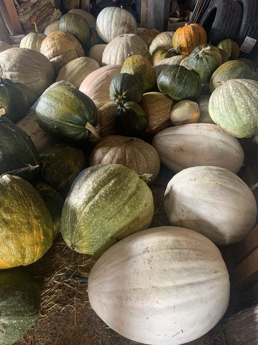 Aboboras porqueiras medias e meninas grandes