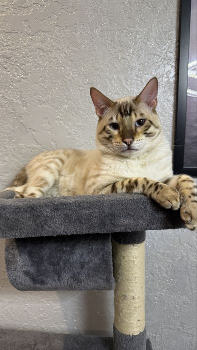 Вязка бенгальского кота