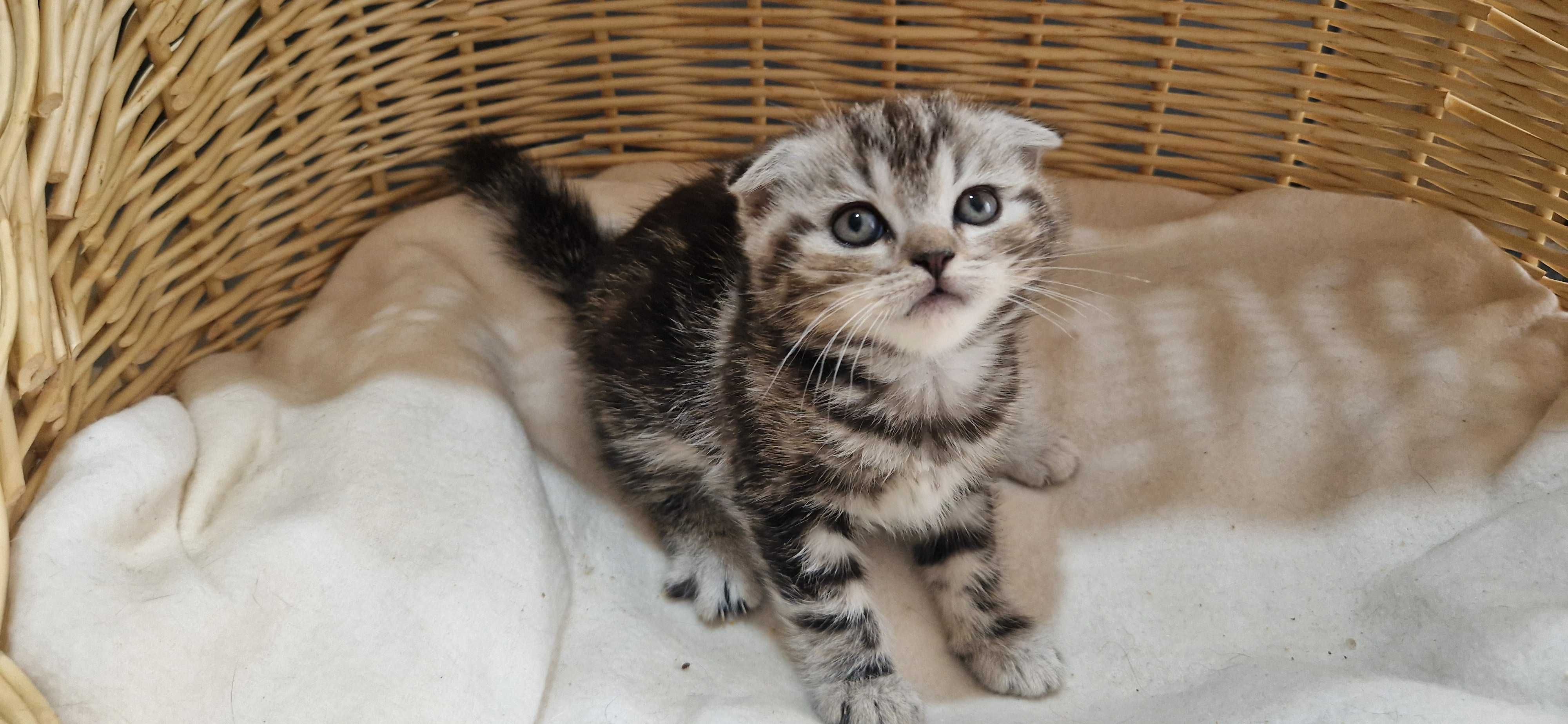 Kotka Szkocka zwisłoucha Silver Tabby