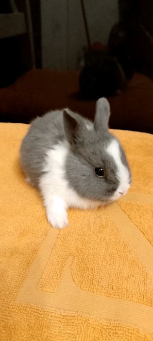 Króliczki miniaturki