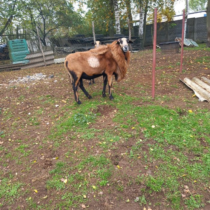 Owce Baran tryk barbados