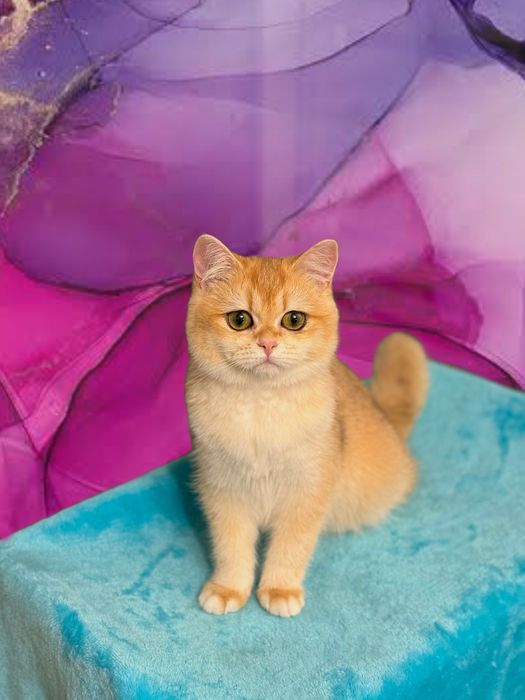 Красавица золотая шиншилла