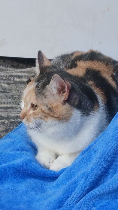 трёхцветные кошки в хорошие руки