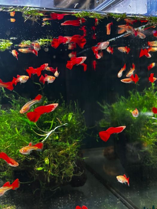 Gupik Różne Odmiany Barwne Dostawa Rzeszów