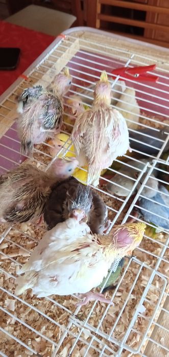 Cedem se agapornis e caturras