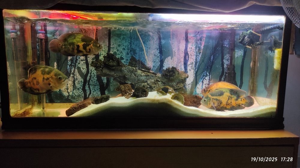 Aquário completo