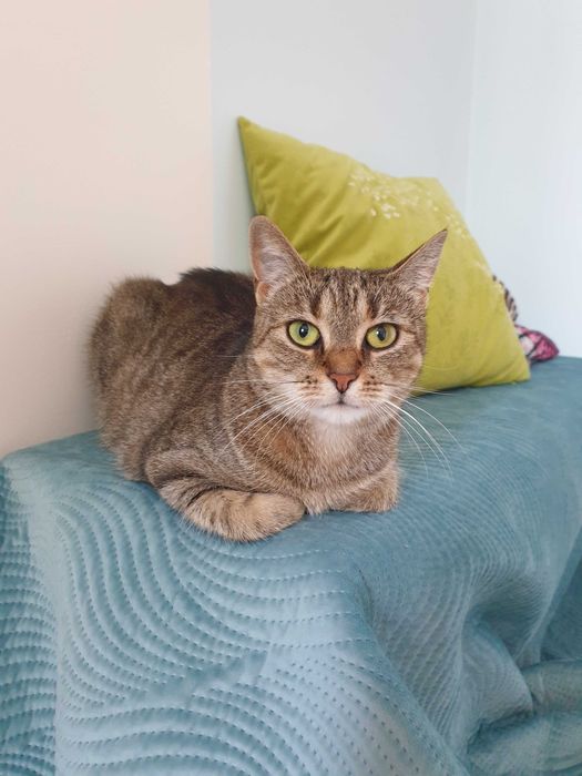 Koko szuka kochającego domku! Stowarzyszenie Częstochowa DLA ZWIERZĄT