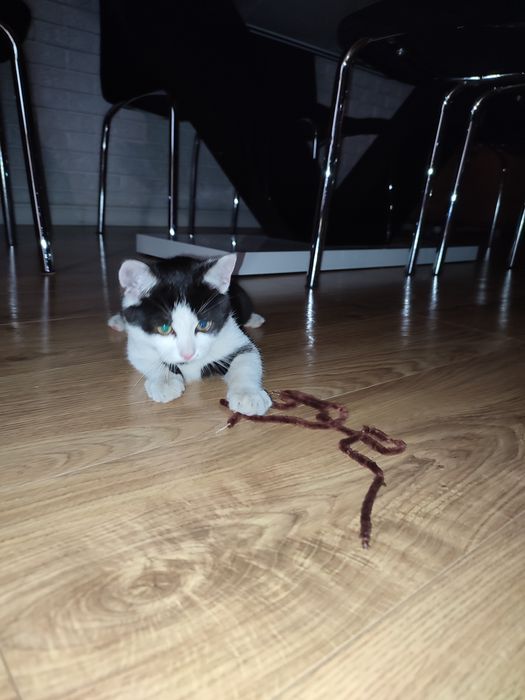 Oddam trzymiesięcznego kocurka