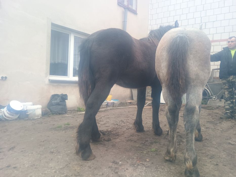 Sprzedam dwa ogierki zimnokrwiste