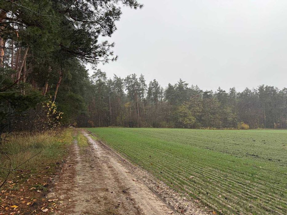 Продаж ділянки 335 соток біля лісу