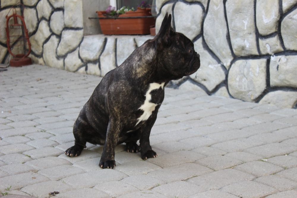 Француженка WKU KKU