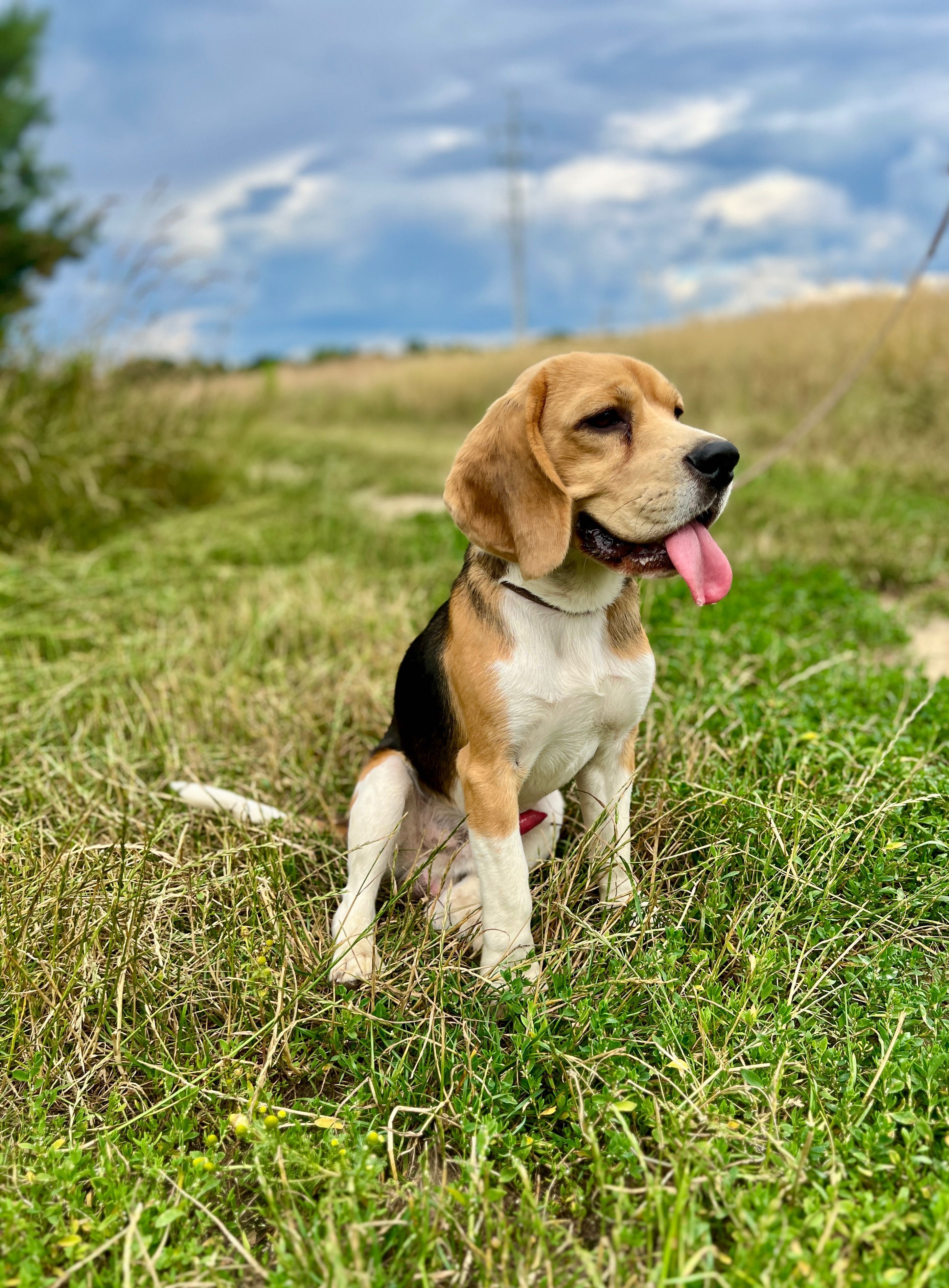 Beagle pies Związek Kynologiczny FCI w Polsce 100% znane pochodzenie