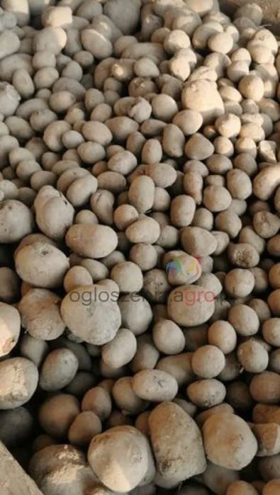 Ziemniaki paszowe drobne i grube odpad po sortowaniu