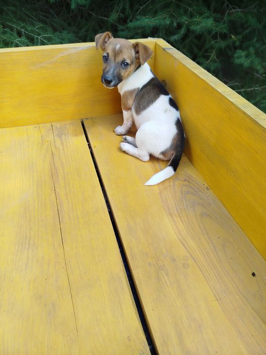 Jack Russell Terrier tel.-5.7.5.3.0.2.0.3.9.