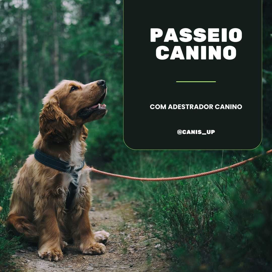 Passeios Caninos